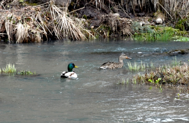 Sarıkamış'ta iki mevsim bir arada yaşanıyor