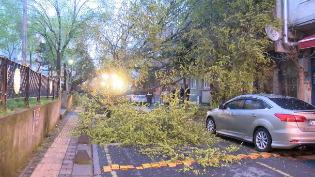 Parktaki ağaç devrildi, 2 araç hasar gördü