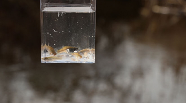 İstilacı sivrisinek balıkları, inci kefalini tehdit ediyor