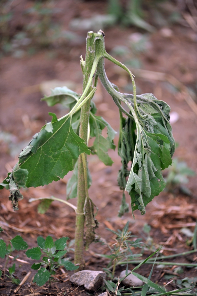 Dolu tarım arazilerine zarar verdi