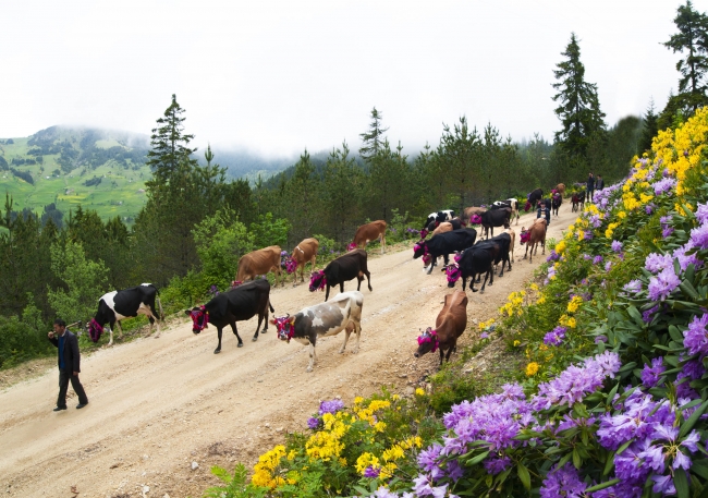 Doğu Karadeniz’de yeşeren yaylalara göç başladı