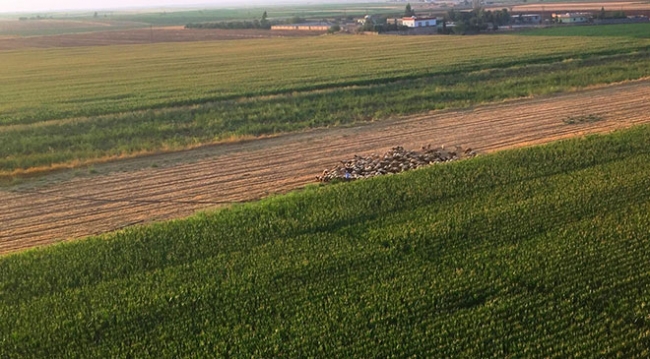 Mardin'de 20 bin dekar tarım arazisi sulandı
