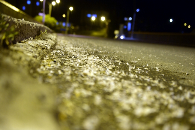 Kelebeklerin "ölüm uçuşu" görsel şölene dönüştü