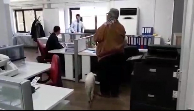 Vergi dairesine sahibiyle giden kuzu ilgi odağı oldu