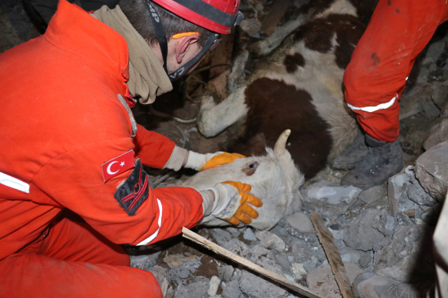 Adıyaman'da enkaz altındaki yaralı inek kurtarıldı