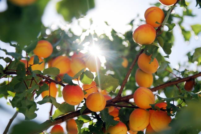 Kayısının başkentinde bereketli hasat