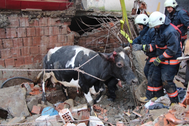 Göçük altında kalan ineği için gözyaşı döktü