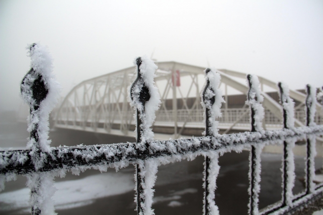 Ardahan'da yiyecek arayan yabani hayvanlar köylere kadar indi