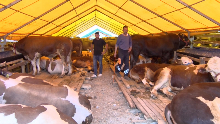 Kurban pazarının gözdesi 190 bin liraya satıldı