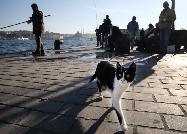 İstanbul sokakları kedilere emanet