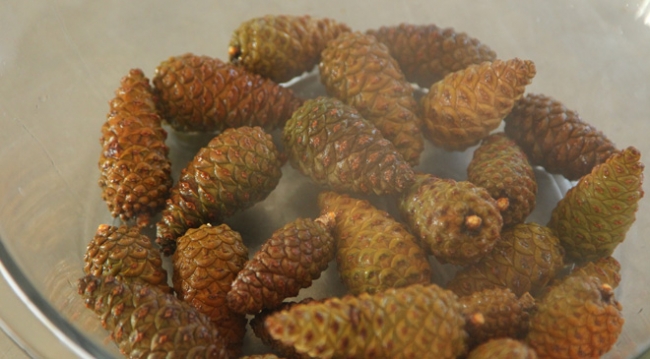 Çam kozalağı reçel ile tatlanıyor