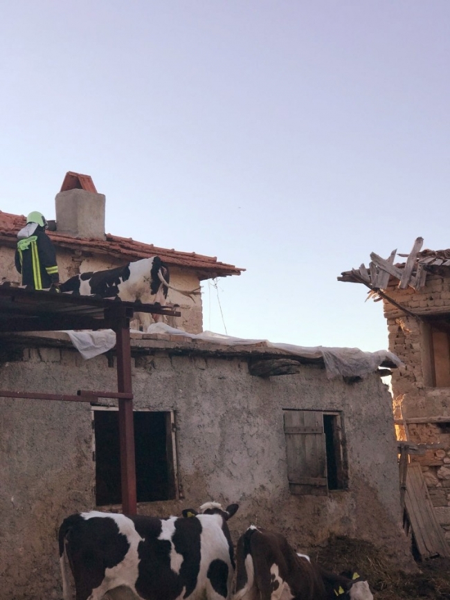 Çatıda mahsur kalan ineği itfaiye ekipleri kurtardı