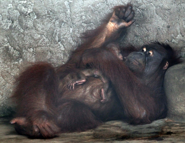 Birçok hayvan, nesli tükenme tehlikesiyle karşı karşıya
