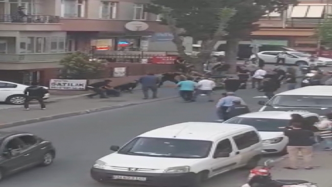İstanbul'da köpek saldırısı: 3 yaralı