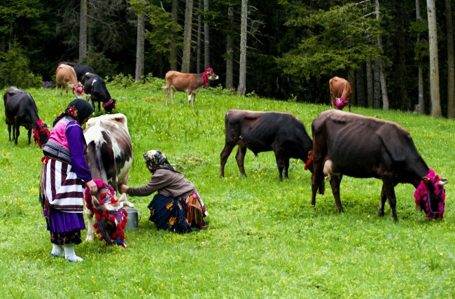 Doğu Karadeniz’de yeşeren yaylalara göç başladı