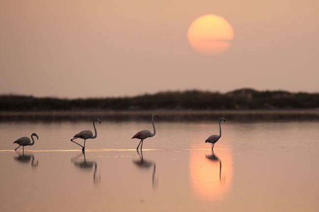 Tunus sahillerinde flamingoların etkileyici dansı