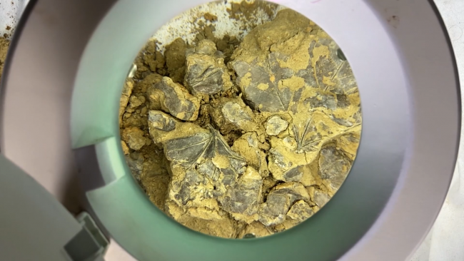 İstanbul'da 5 bin 500 yıl öncesine ait tarihi yapraklar bulundu