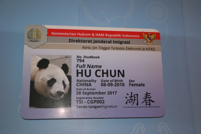 Çin'in diplomat pandalarına 'sarayda' bakılıyor