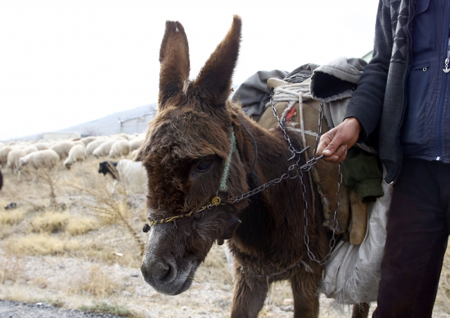 "Arkadaşım Eşek" şarkısını aratmayan dostluk