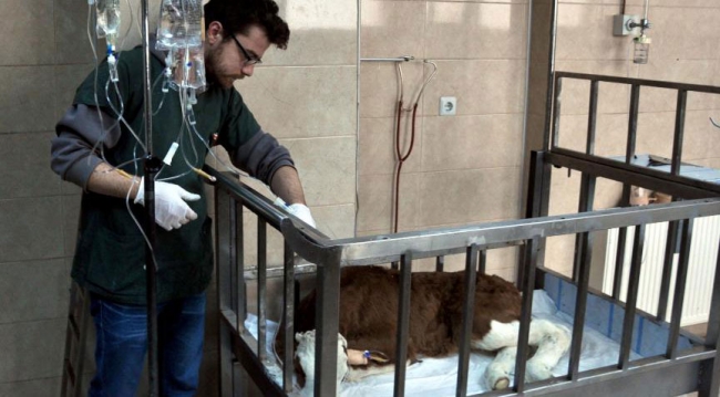 Hasta buzağılara 'hastane' hizmeti