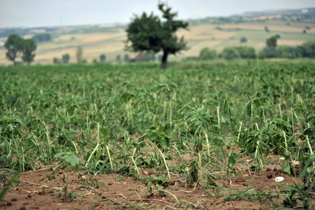 Dolu tarım arazilerine zarar verdi