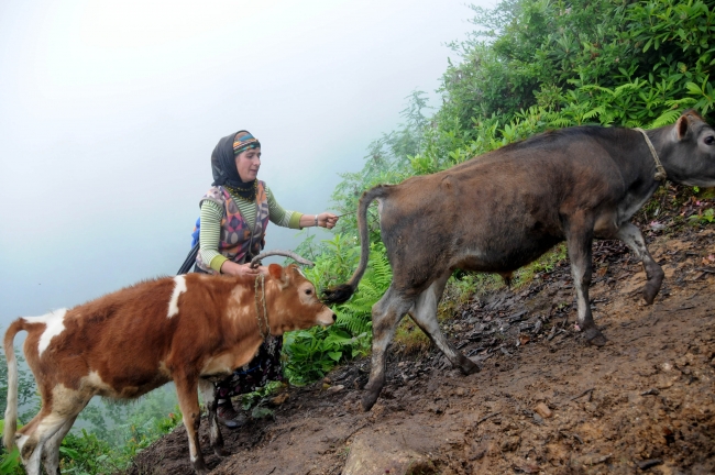 Doğu Karadeniz’de yeşeren yaylalara göç başladı