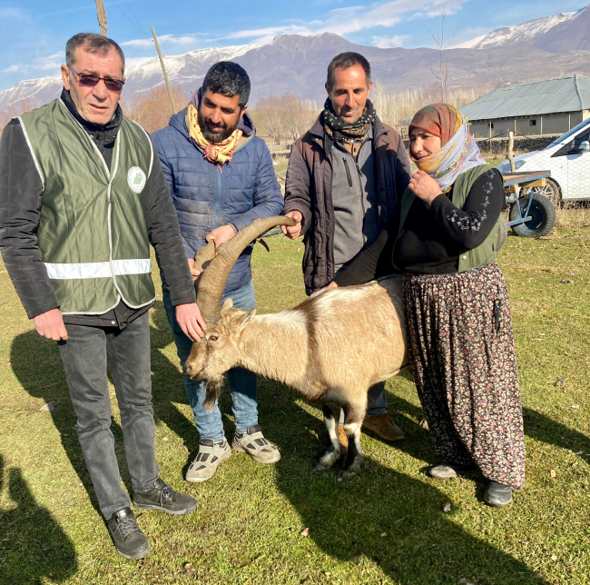 Yırtıcı hayvanların saldırdığı yaban keçisi, koyun sürüsüne sığındı