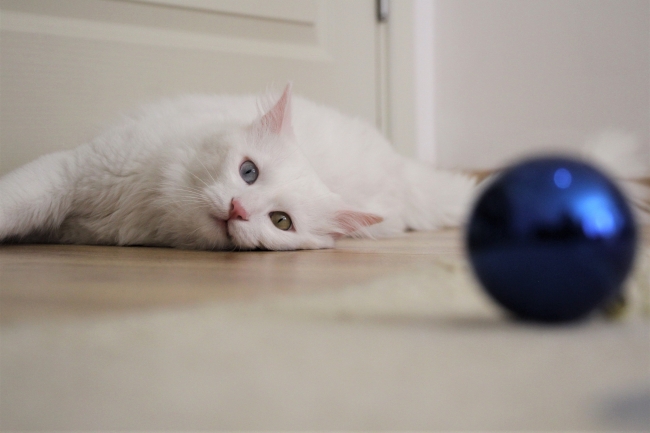 Van'ın en güzel kedisine evladı gibi bakıyor