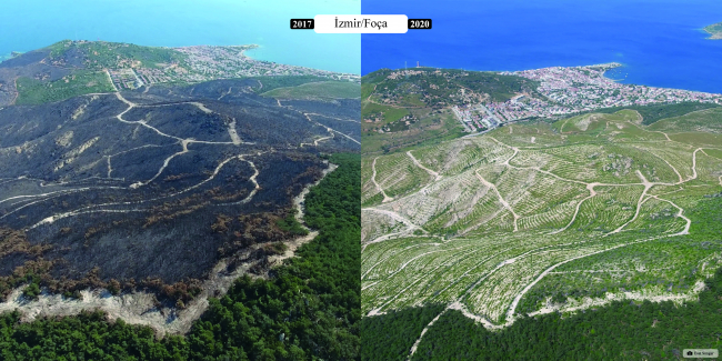 Yanan ormanların 'öncesi ve sonrası' fotoğrafları yayınlandı