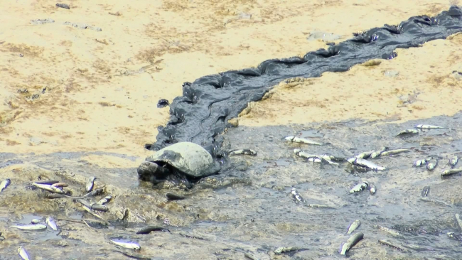 Silivri'de balık ölümlerine inceleme