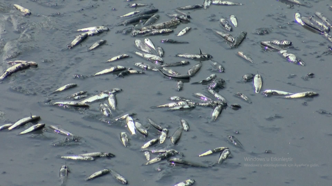 Silivri'de balık ölümlerine inceleme