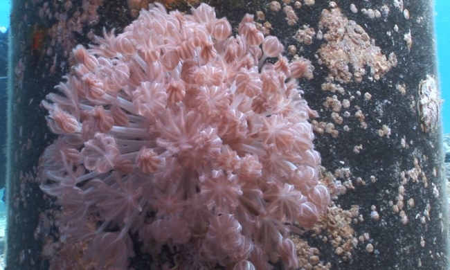 Mercan resifleri, rengarenk deniz canlılarıyla Kızıldeniz