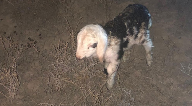 Kaybolan koyun sürüsünü jandarma buldu