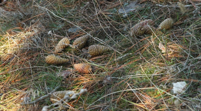 Çam kozalağı reçel ile tatlanıyor