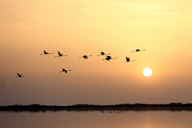 Tunus sahillerinde flamingoların etkileyici dansı