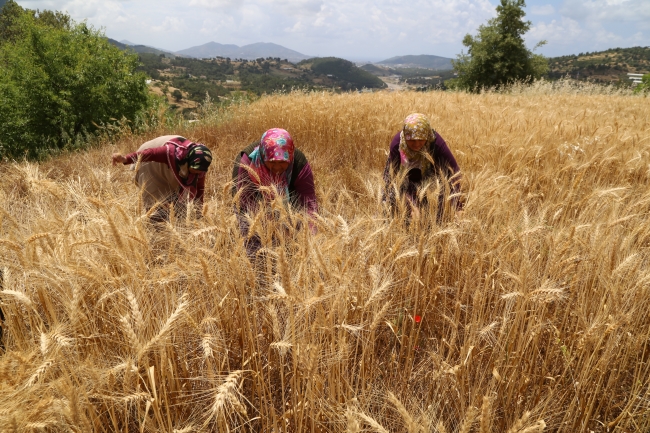 Antalya'da yılın ilk buğday hasadı