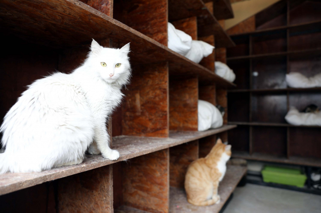 Gaziantep'te donmak üzere olan 75 hayvan kurtarıldı