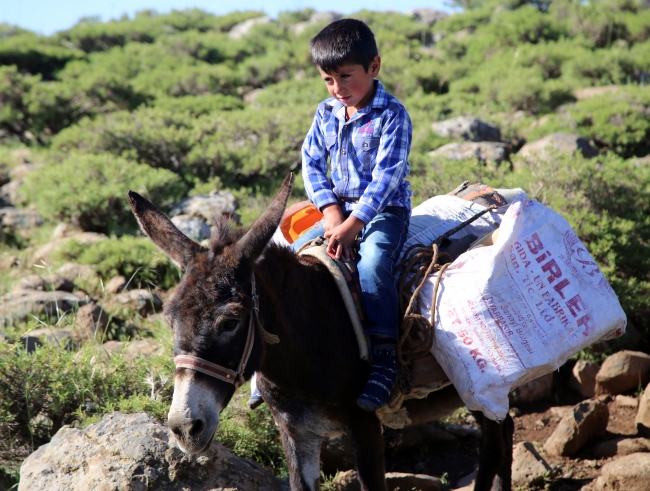 Koyungözü Yaylası'nın müdavimleri