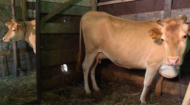 Yalnız kalan ineğe Karadeniz usulü çözüm