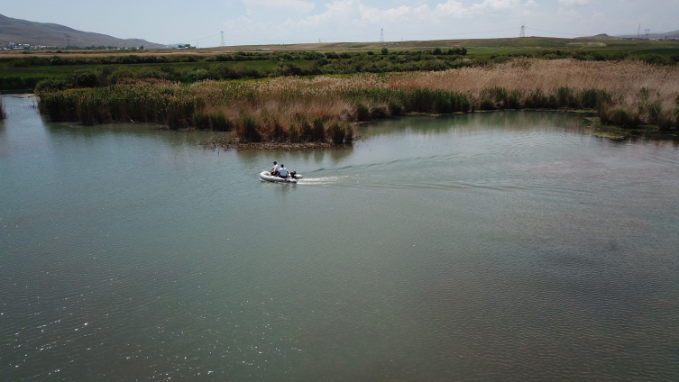 Van Gölü'ndeki inci kefali stoku 50 bin tona çıktı