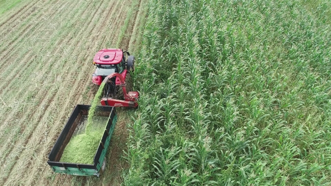 “Milli Tarım Yerli Tohum Deneme Ekimleri” projesinde ilk mısır hasadı yapıldı