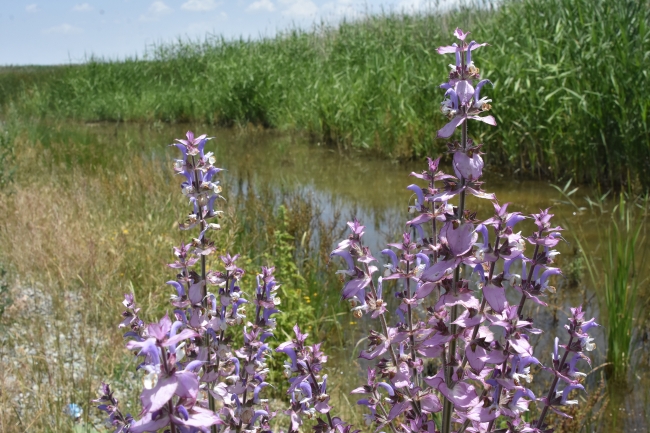 Yağışlar Akşehir Gölü'ne can suyu oldu