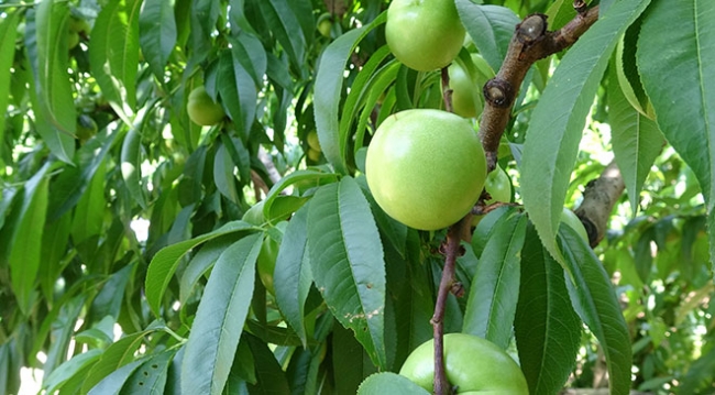 Şifa deposu Bayramiç beyazının hasadı başladı