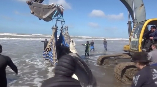 Arjantin kıyılarına vuran katil balinalar kurtarıldı