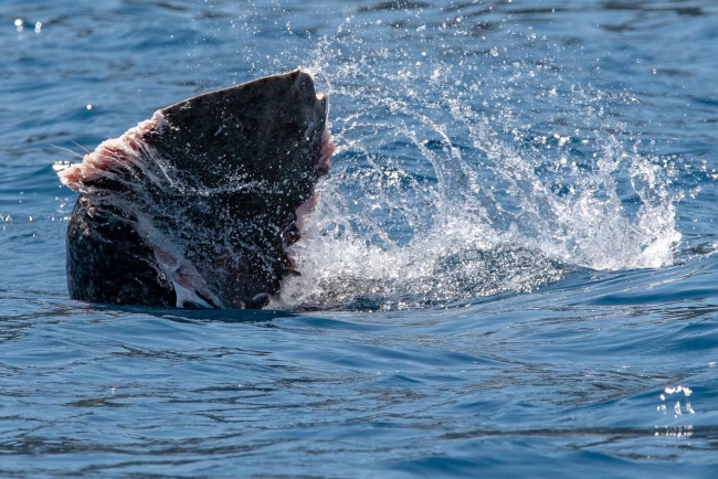 Kekova'da görülen Akdeniz fokunun balık keyfi