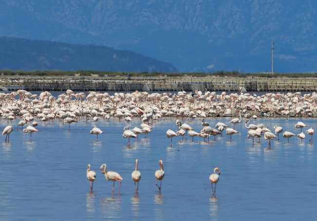Yüzlerce kuş türüne ev sahipliği yapan Gediz Deltası