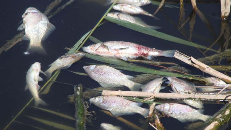Büyük Menderes Nehri kanalında balık ölümleri görüldü