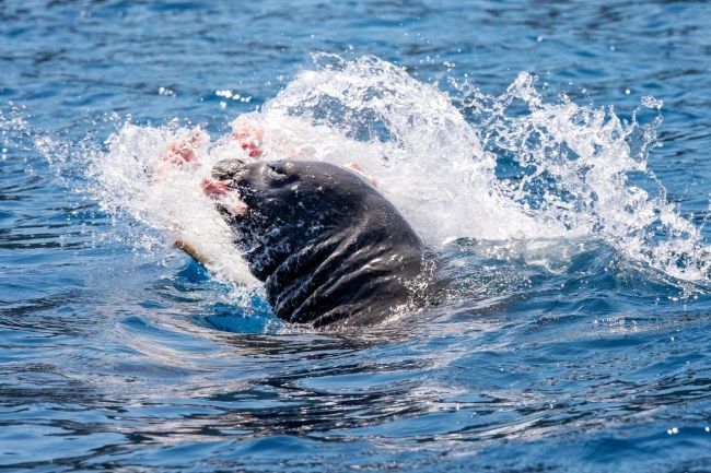 Kekova'da görülen Akdeniz fokunun balık keyfi