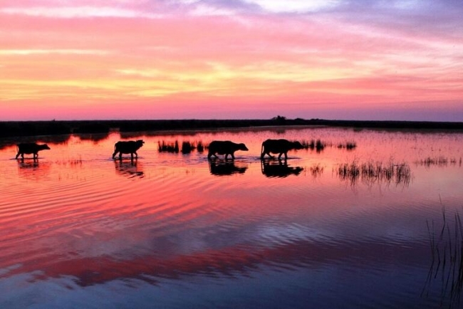Kızılırmak Deltası Kuş Cenneti yeniden ziyarete açıldı