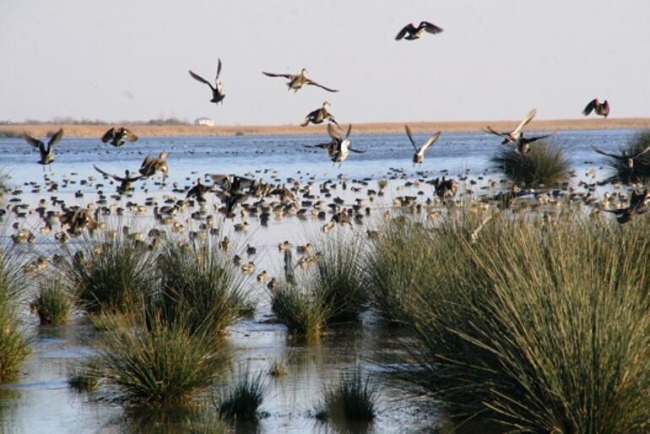 Kızılırmak Deltası Kuş Cenneti yeniden ziyarete açıldı